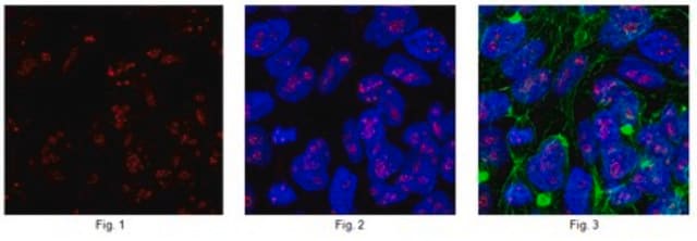 Anti-Zinc finger protein Eos Antibody from rabbit, purified by affinity chromatography