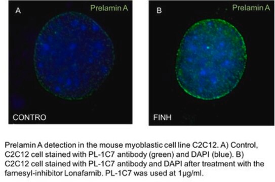 Anti-prelamin A Antibody, clone PL-1C7 clone PL-1C7, from mouse