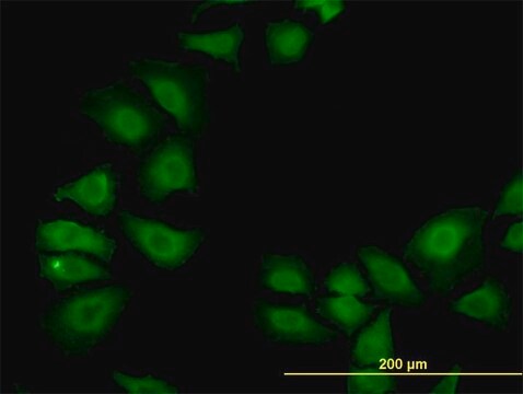 Monoclonal Anti-TXN antibody produced in mouse clone 6C10, purified immunoglobulin, buffered aqueous solution