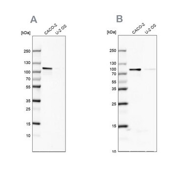 Anti-LARP4B antibody produced in rabbit Prestige Antibodies&#174; Powered by Atlas Antibodies, affinity isolated antibody