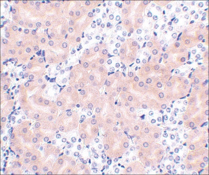 Anti-BFL-1 (ab2) antibody produced in rabbit affinity isolated antibody, buffered aqueous solution