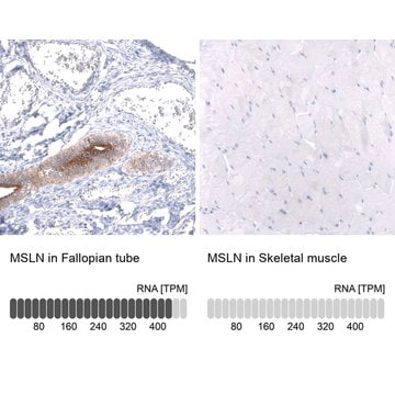 Monoclonal Anti-Msln Antibody Produced In Mouse Prestige Antibodies&#174; Powered by Atlas Antibodies, clone CL13956, affinity isolated antibody, buffered aqueous glycerol solution