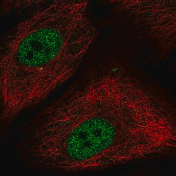 Anti-NR1H2 antibody produced in rabbit Prestige Antibodies&#174; Powered by Atlas Antibodies, affinity isolated antibody