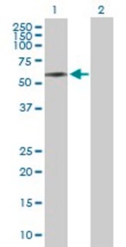 Anti-ICA1 antibody produced in rabbit purified immunoglobulin, buffered aqueous solution