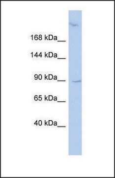 Anti-OSBPL3, (N-terminal) antibody produced in rabbit affinity isolated antibody