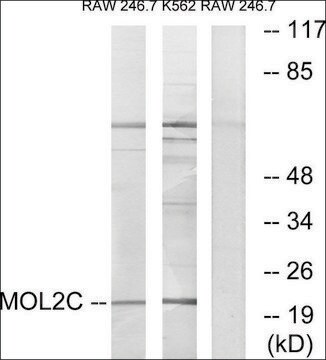 Anti-MOL2C antibody produced in rabbit affinity isolated antibody