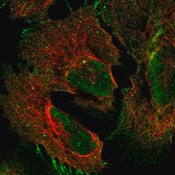 Anti-PCDHGA2 antibody produced in rabbit Prestige Antibodies&#174; Powered by Atlas Antibodies, affinity isolated antibody