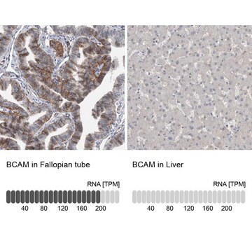 Anti-BCAM antibody produced in rabbit Prestige Antibodies&#174; Powered by Atlas Antibodies, affinity isolated antibody, buffered aqueous glycerol solution