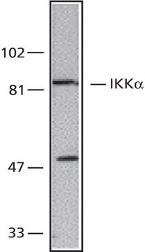 Anti-IKK&#945; (699-715) antibody produced in rabbit affinity isolated antibody, buffered aqueous solution