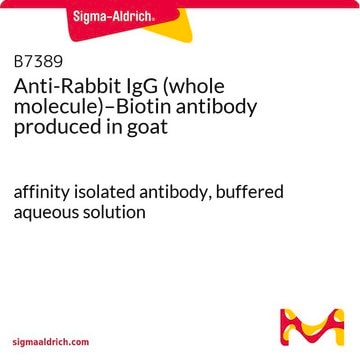 抗-兔IgG（全分子）-生物素 山羊抗 affinity isolated antibody, buffered aqueous solution