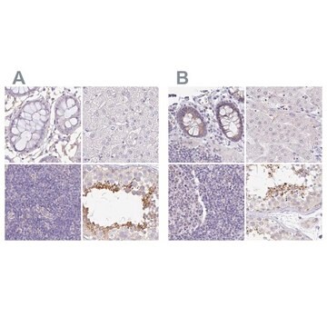 Anti-PLCD4 antibody produced in rabbit Prestige Antibodies&#174; Powered by Atlas Antibodies, affinity isolated antibody, buffered aqueous glycerol solution