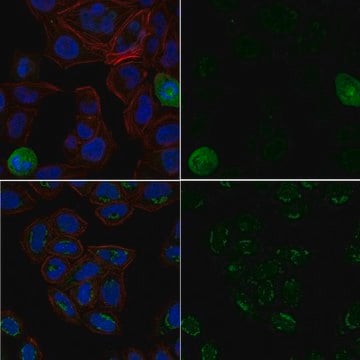 Anti-phospho-Ubiquitin Antibody (Ser65), Alexa Fluor&#8482; 488 Conjugate from rabbit, ALEXA FLUOR&#8482; 488