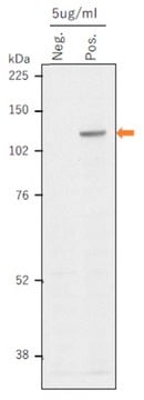 Anti-TERT Antibody, clone TwMab-1