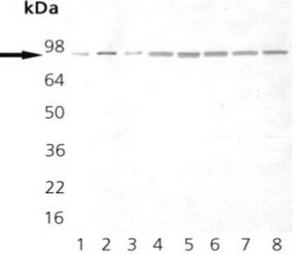 Anti-Hsp90 Mouse mAb (AC88) liquid, clone AC88, Calbiochem&#174;