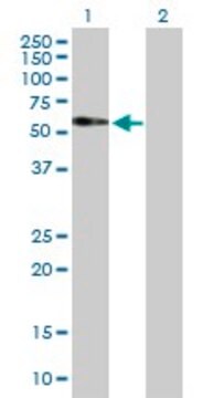 Anti-FAM98A antibody produced in mouse purified immunoglobulin, buffered aqueous solution