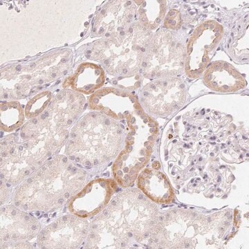 Anti-CLCNKA antibody produced in rabbit Prestige Antibodies&#174; Powered by Atlas Antibodies, affinity isolated antibody, buffered aqueous glycerol solution