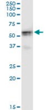 Monoclonal Anti-HKDC1 antibody produced in mouse clone 3A2, purified immunoglobulin, buffered aqueous solution