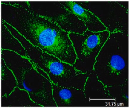 Anti-VE-Cadherin-Antikörper, Klon Vli37 culture supernatant, clone Vli37, from rabbit