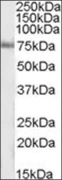 Anti-ITPKC antibody produced in goat affinity isolated antibody, buffered aqueous solution