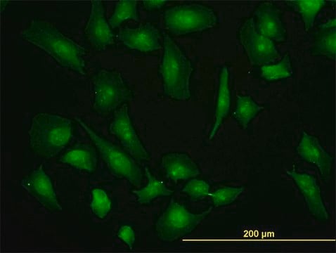 Monoclonal Anti-EIF4G1 antibody produced in mouse clone 2A9, purified immunoglobulin, buffered aqueous solution