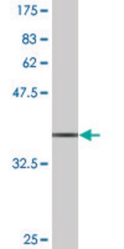 Monoclonal Anti-SUMO3 antibody produced in mouse clone 4G11, purified immunoglobulin, buffered aqueous solution