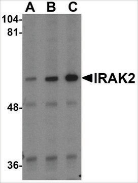 Anti-IRAK2 (ab3) antibody produced in rabbit affinity isolated antibody, buffered aqueous solution