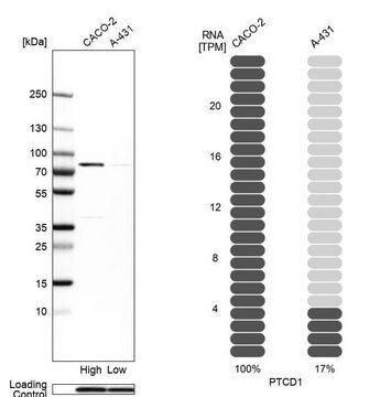 Anti-PTCD1 antibody produced in rabbit Prestige Antibodies&#174; Powered by Atlas Antibodies, affinity isolated antibody, buffered aqueous glycerol solution