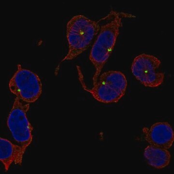 Anti-TRIM34 antibody produced in rabbit Prestige Antibodies&#174; Powered by Atlas Antibodies, affinity isolated antibody