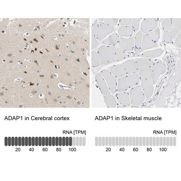 Anti-ADAP1 antibody produced in rabbit Prestige Antibodies&#174; Powered by Atlas Antibodies, affinity isolated antibody, buffered aqueous glycerol solution