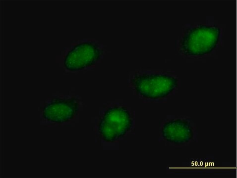 Anti-CDC14B antibody produced in mouse purified immunoglobulin, buffered aqueous solution