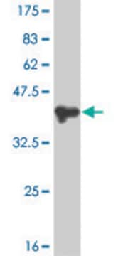 Monoclonal Anti-PMS1 antibody produced in mouse clone 2G10, purified immunoglobulin, buffered aqueous solution