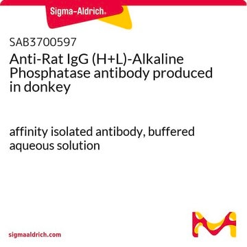 Anti-Rat IgG (H+L)-Alkaline Phosphatase antibody produced in donkey affinity isolated antibody, buffered aqueous solution