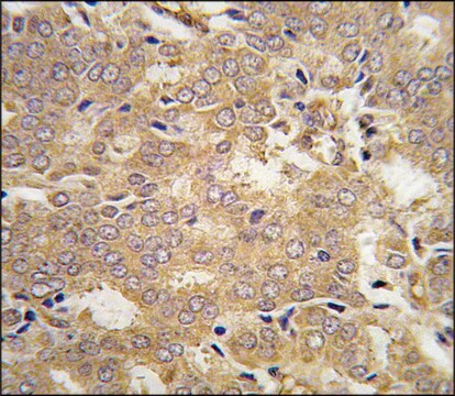 Anti-NARS2 (N-term) antibody produced in rabbit saturated ammonium sulfate (SAS) precipitated, buffered aqueous solution