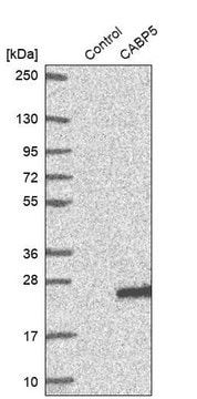 Anti-CABP5 antibody produced in rabbit Prestige Antibodies&#174; Powered by Atlas Antibodies, affinity isolated antibody, buffered aqueous glycerol solution