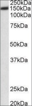 Anti-ATP2B1 antibody produced in goat affinity isolated antibody, buffered aqueous solution