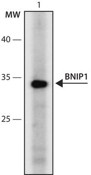 Anti-BNIP1 (86-95) antibody produced in rabbit IgG fraction of antiserum