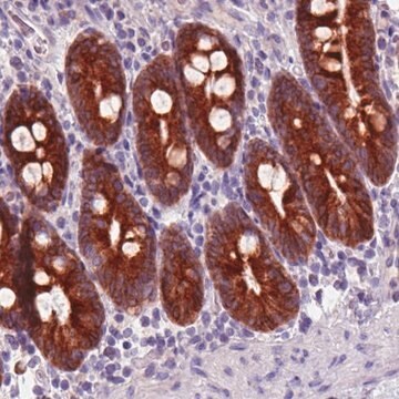 Monoclonal Anti-ACSL5 antibody produced in mouse Prestige Antibodies&#174; Powered by Atlas Antibodies, clone CL0275, purified immunoglobulin, buffered aqueous glycerol solution