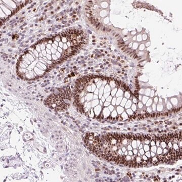 Anti-CCNL2 antibody produced in rabbit Prestige Antibodies&#174; Powered by Atlas Antibodies, affinity isolated antibody, buffered aqueous glycerol solution