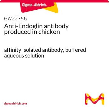 Anti-Endoglin antibody produced in chicken affinity isolated antibody, buffered aqueous solution