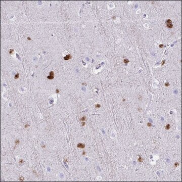 Anti-GABRA6 antibody produced in rabbit Prestige Antibodies&#174; Powered by Atlas Antibodies, affinity isolated antibody, buffered aqueous glycerol solution