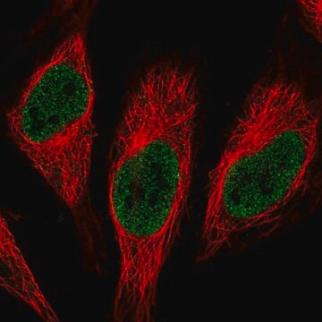 Anti-RNPC3 antibody produced in rabbit Prestige Antibodies&#174; Powered by Atlas Antibodies, affinity isolated antibody