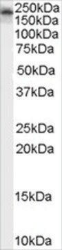 Anti-Kalirin (Isoform 2) antibody produced in goat affinity isolated antibody, buffered aqueous solution