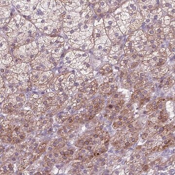 Anti-ADGRV1 antibody produced in rabbit Prestige Antibodies&#174; Powered by Atlas Antibodies, affinity isolated antibody