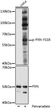 Anti-Phospho-PXN-Y118 antibody produced in rabbit