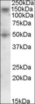 Anti-RNF139 (C-terminal) antibody produced in goat affinity isolated antibody, buffered aqueous solution