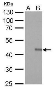 Monoclonal Anti-V5 tag antibody produced in mouse clone GT1071, affinity isolated antibody