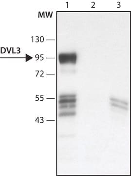 Anti-DVL3 (C-terminal region) antibody produced in rabbit ~1.5&#160;mg/mL, affinity isolated antibody, buffered aqueous solution