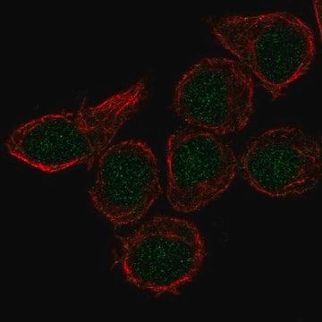 Anti-CX3CR1 antibody produced in rabbit Prestige Antibodies&#174; Powered by Atlas Antibodies, affinity isolated antibody