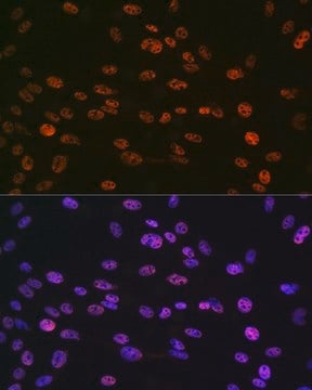 Anti-Phospho-Histone H3-S10 antibody produced in rabbit