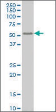 ANTI-SMAD6 antibody produced in mouse clone 2A8, purified immunoglobulin, buffered aqueous solution